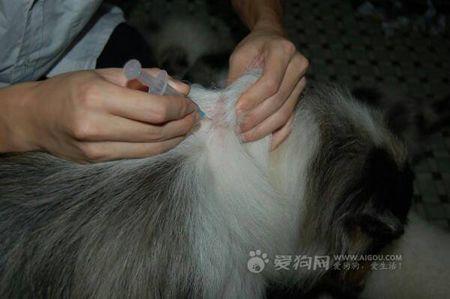 怎么给狗狗打针图解