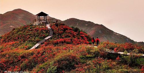 浏阳大围山国家森林公园