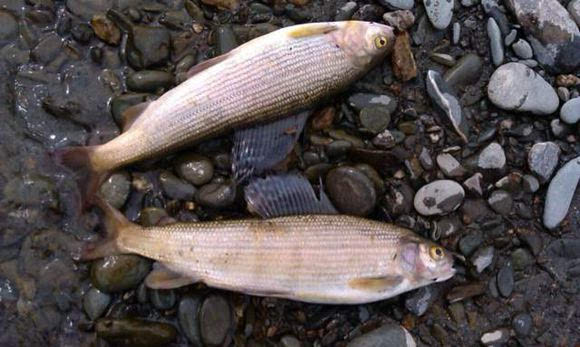 只有这条河里有这种鱼,叫它花翅子"冷水鱼"