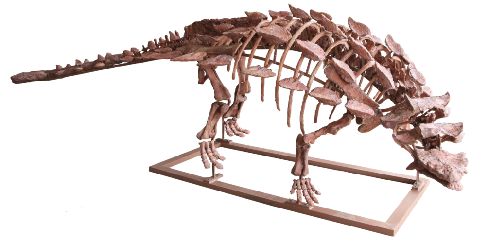 成功修复的中国缙云甲龙化石.郑文杰供图