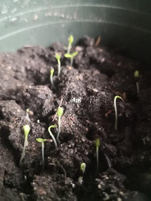 种的洋桔梗种子,发芽长高高啦