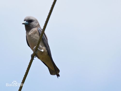 灰燕鵙(学名:artamus fuscus)为燕鵙科燕鵙属的鸟类,俗名灰森燕.