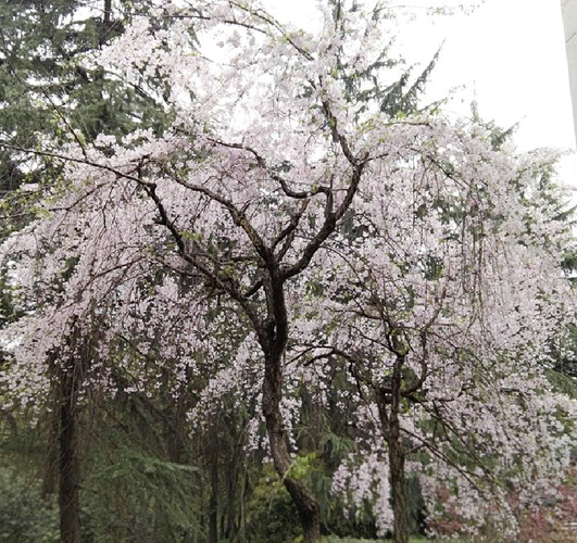  i>pendula /i> (tanaka) yu et li)是蔷薇科樱属植物,乔木,高3-10米