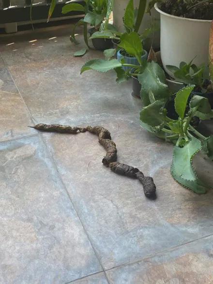 奶奶打电话说家里进蛇了,网友赶紧跑回家一看,瞬间笑喷了!