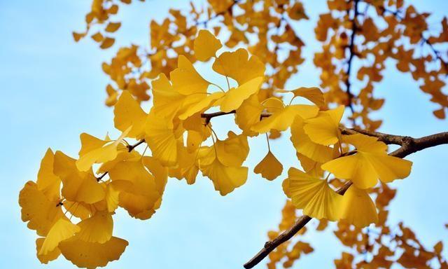 拍摄秋天树叶照片,想要好看背景也相当重要,上图以天空为背景,画面