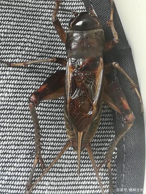 油葫芦欣赏黄色腿大胡须长