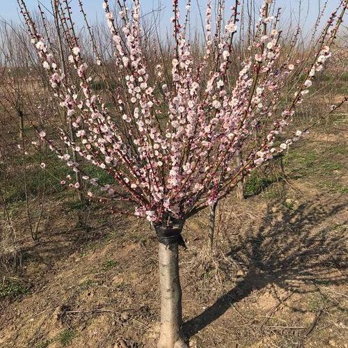 红梅_地径9cm_价格350元_夏溪花木网_夏溪花木市场官网