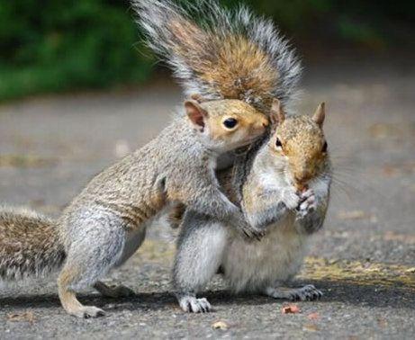 小动物搞笑各有奇招