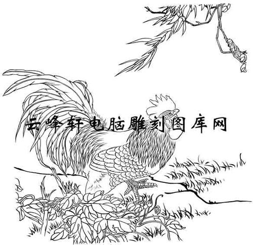 鸡白描图-趾高气昂-j011-鸡白描图
