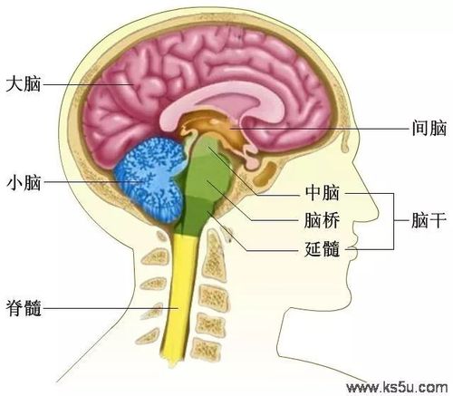 经常觉得另一半"不可理喻"?男女脑回路实在太不一样了