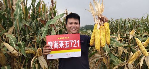 登海来玉721--一个耐高温,结实好,抗锈病,抗倒伏,产量高的玉米种!