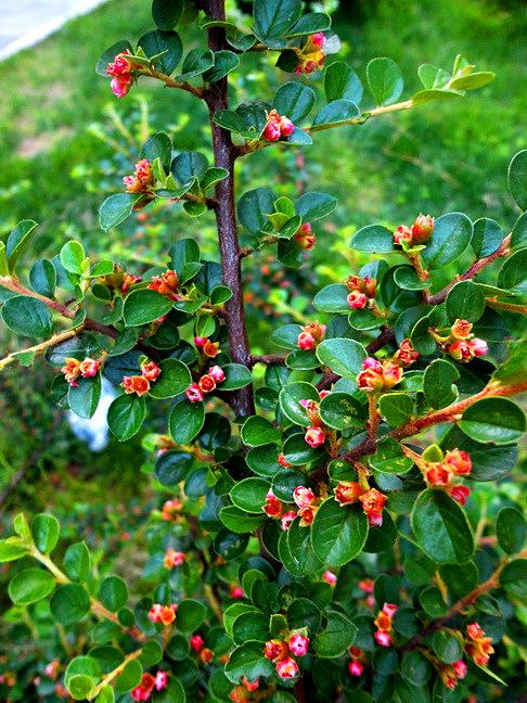 平枝栒子61植物景观随拍