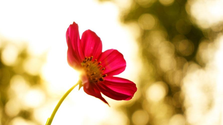 晚霞,朝花夕摄.