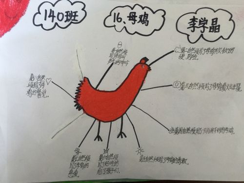 四年级上册《母鸡》思维导图～140班的孩子们