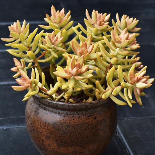 原始铭月多肉植物老桩一物一拍布丁加州落日红日露养果冻色全状态