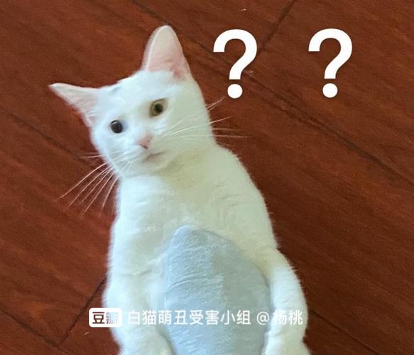 小小的脑袋,大大的疑惑