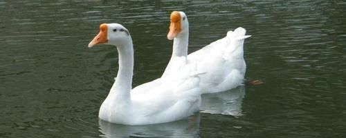 母鹅头上有包吗,鹅多大了头上开始长包,头上的包起到什么作用