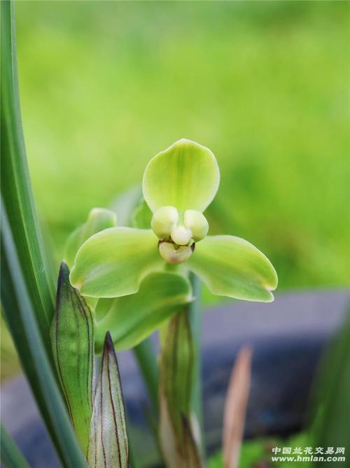 翠桃-春兰篇-中国兰花交易网社区