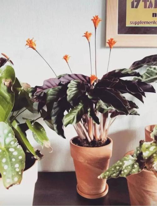 会开花的竹芋你见过吗家里养一盆花叶共赏好看又好养