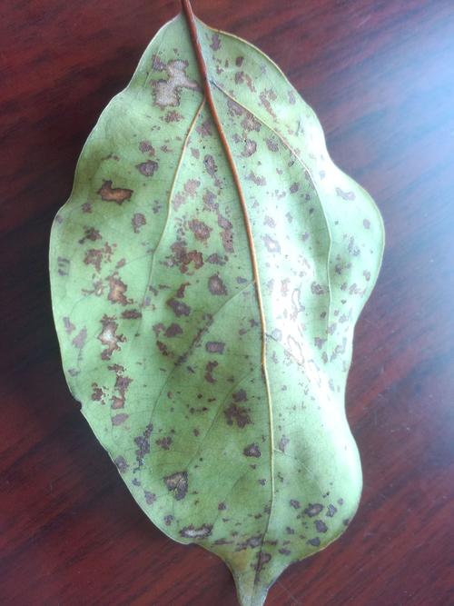 这是香樟树的病害还是虫害?怎么治?