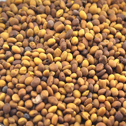 苦豆子提取物 含金雀花碱 槐定碱 包邮发货