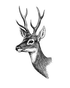 黑色线稿鹿头