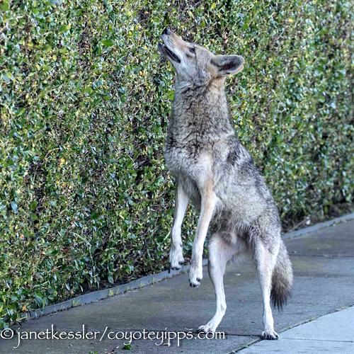 oneupmanship | coyote yipps