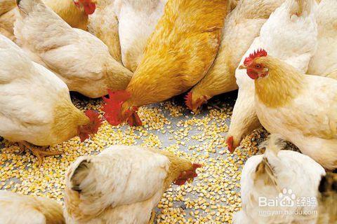 小鸡拉稀吃什么药