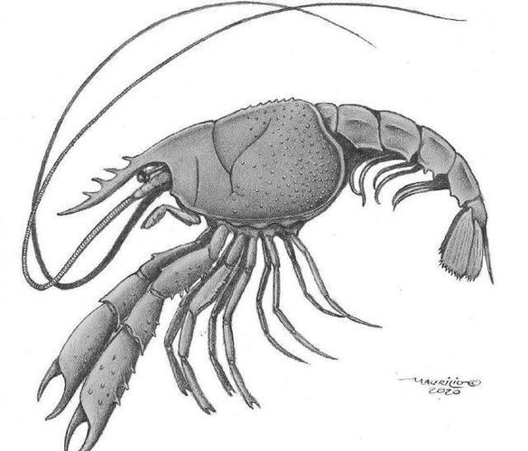 南极发现新型小龙虾化石迄今约7500万年