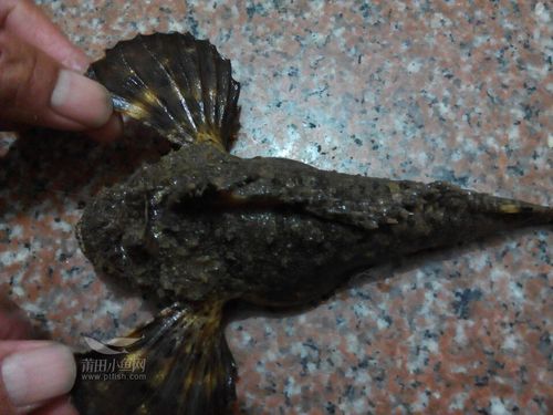 海钓鱼获虎鱼
