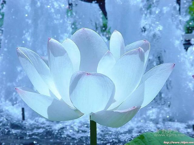 请欣赏美丽的雪莲花