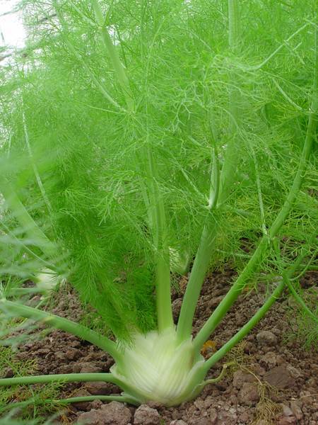 结球茴香为一种浅根性香辛蔬菜,原产意大利南部,现主要分布在地中海