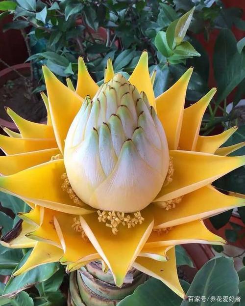 6种佛教圣花,漂亮又好养,家里养一盆,养心又养身!