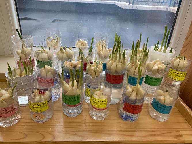 宝威幼儿园中二班 科学探究活动 "水培大蒜"