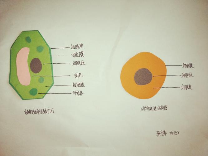 让生物世界的奥秘不再神秘——记动植物细胞模型制作活动