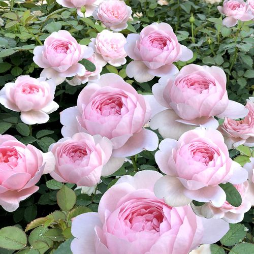 月季花苗瑞典女王四季开花灌木浓香切花月季庭院阳台花卉盆栽玫瑰