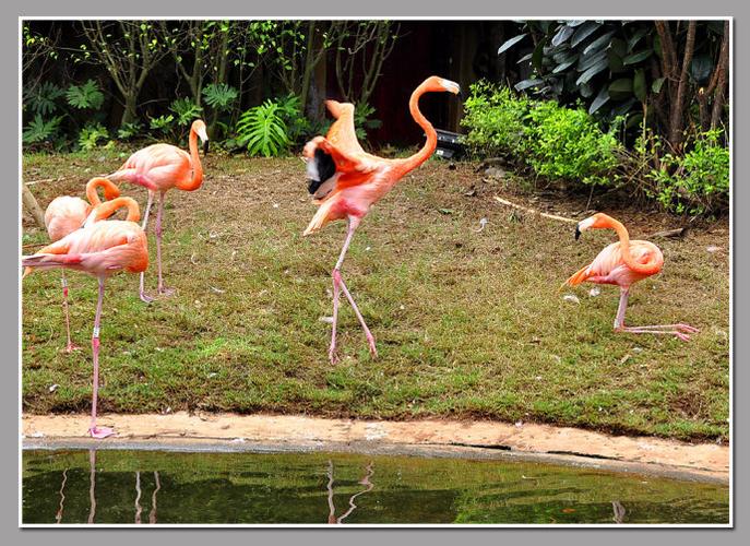 神州大地海南西线行红树湾里看火烈鸟