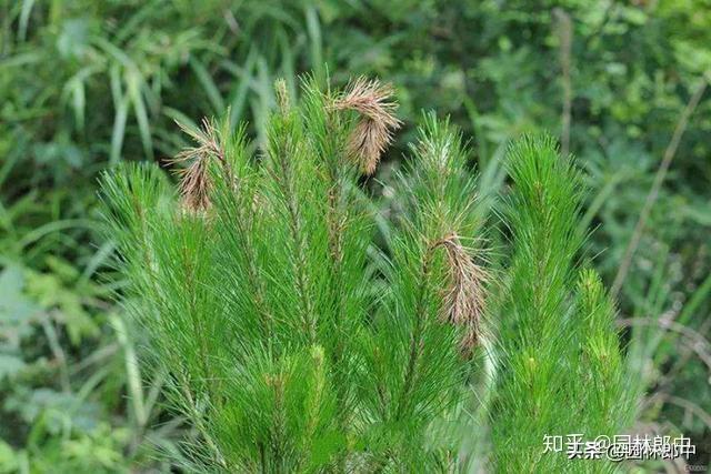 松梢螟,松树病虫害防治中的一大难题,到底该如何进行防治?