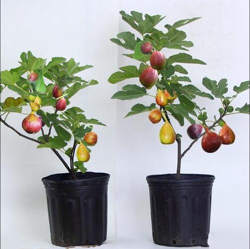 无花果树_无花果树苗 盆栽地栽无花果苗 南方北方种植无花果小苗 当年