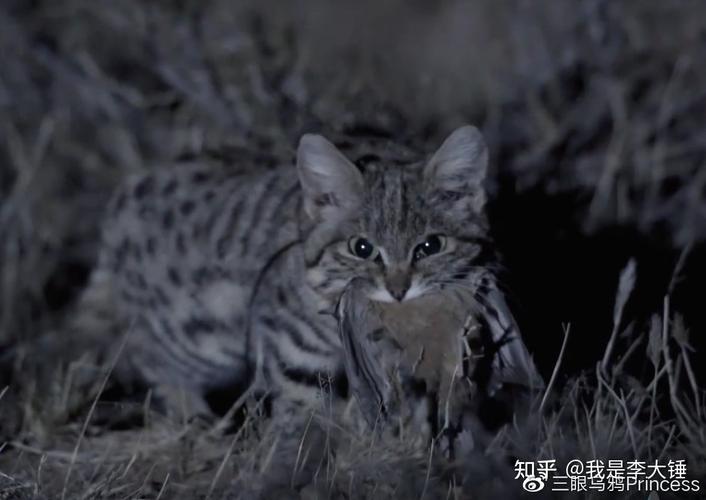 那些令人惊艳的野生猫科动物