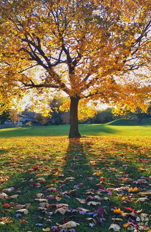 我是一棵秋天的树