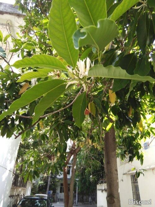 被一位在云南园林工作的网友看到了,她告诉我这花叫缅桂花