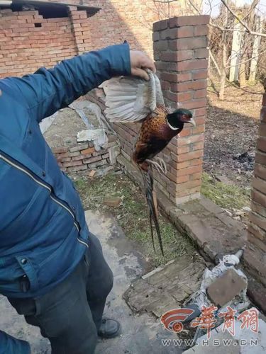 蓝田一男子微信群里拍照"送"野鸡 已被民警批评教育