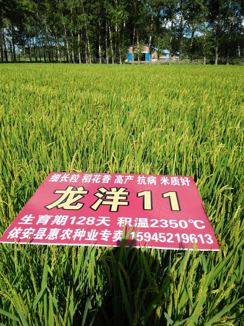龙洋11: 11叶稻花香 益海嘉里订单回收指定品种