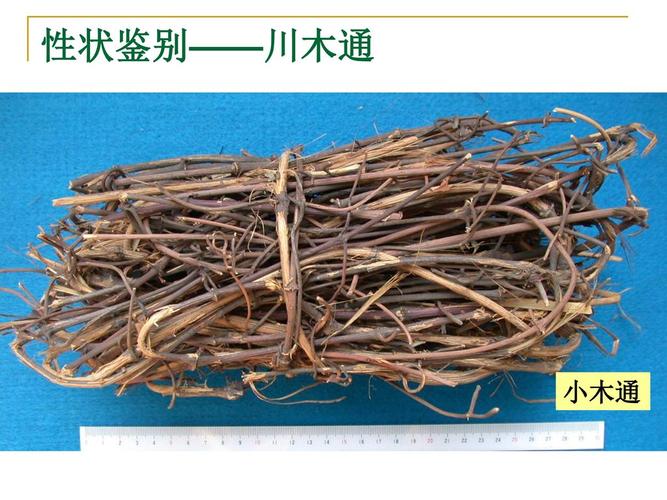 茎木类药材 木通类 鸡血藤 大血藤 辽宁中医药大学药学院