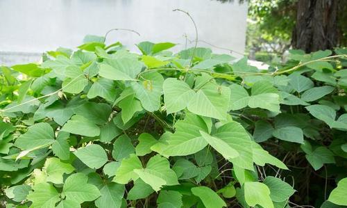 什么是葛根,葛根为什么被称为"亚洲人参"?