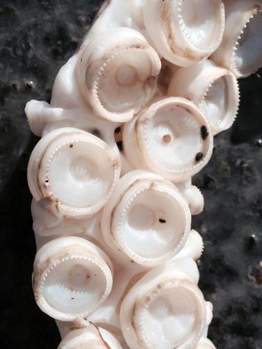 巨型鱿鱼现新西兰海滩 最长触手长达5米!