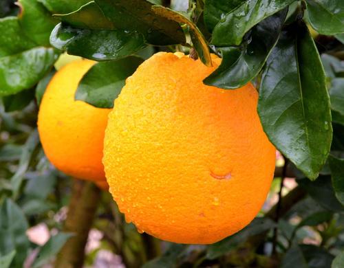 百里脐橙连崀山,中国脐橙第一县.