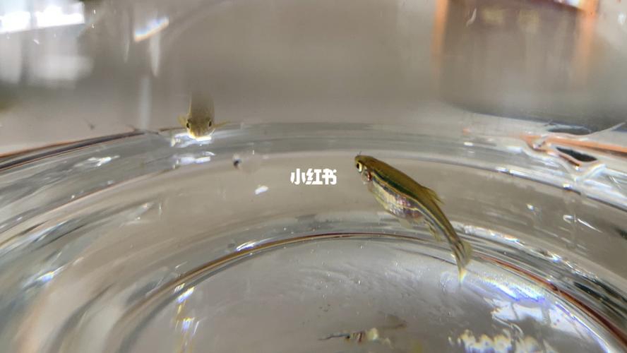 斑马鱼怀孕了?_怀孕_宠物_宠物其他