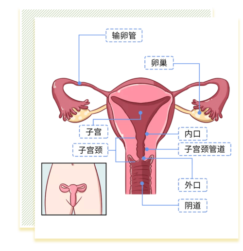提起来就"羞羞"的妇科检查,到底都查些什么?每个女生都应该知道!